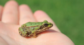 Va'era: The Plague of Frogs