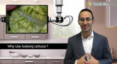 Kosher Box : Why Use Iceberg Lettuce ?